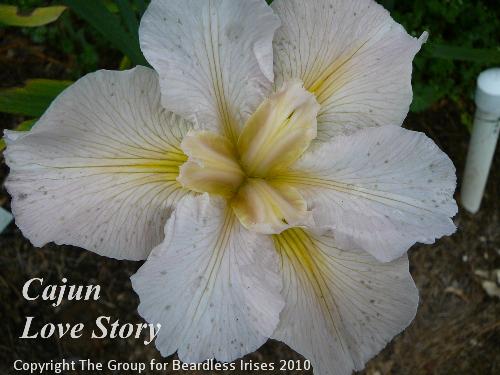 Cajun Love Story (0)